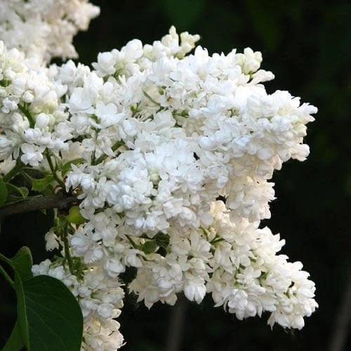 Syringa Vulgaris Mme Lemoine 1 Syringa Vulgaris Mme Lemoine