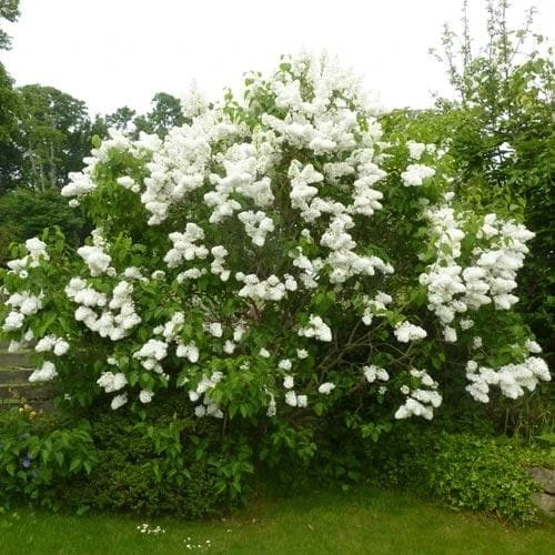 Syringa Vulgaris Mme Lemoine 2 Syringa Vulgaris Mme Lemoine - Image 2