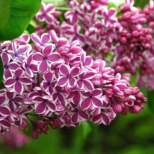 Syringa Vulgaris Sensation 1 Syringa Vulgaris Sensation