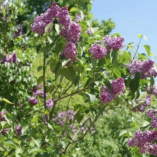 Syringa Vulgaris Sensation 2 Syringa Vulgaris Sensation - Image 2
