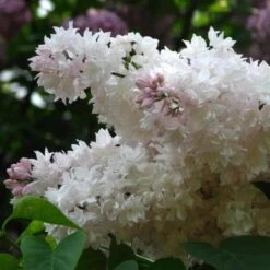Syringa Vulgaris Beauty Of Moscow