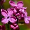 Syringa Vulgaris Charles Joly