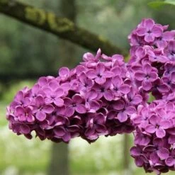 Syringa Vulgaris Charles Joly -Future Forests Syringa vulgaris Charles Joly 03x