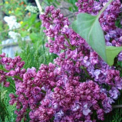 Syringa Vulgaris Prince Wolkonsky 2 Syringa Vulgaris Prince Wolkonsky - Image 2