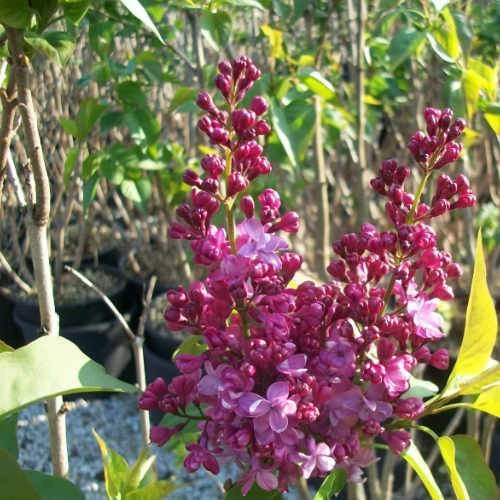 Syringa Vulgaris Prince Wolkonsky 3 Syringa Vulgaris Prince Wolkonsky - Image 3