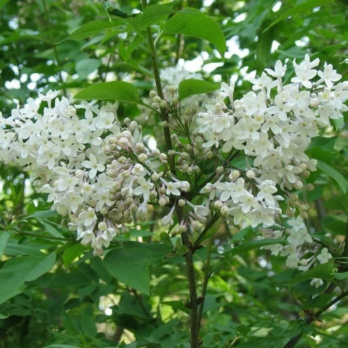 Syringa X Diversifolia 1 Syringa X Diversifolia
