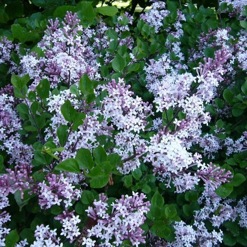 Syringa Meyeri Palibin 1 Syringa Meyeri Palibin