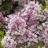 Syringa Meyeri Josee
