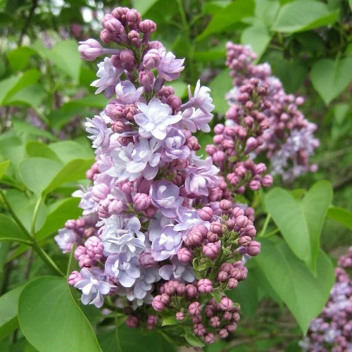 Syringa Vulgaris Michel Buchner 1 Syringa Vulgaris Michel Buchner