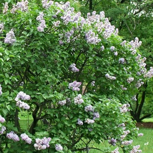 Syringa Vulgaris Michel Buchner 2 Syringa Vulgaris Michel Buchner - Image 2