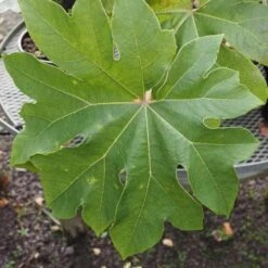 Tetrapanax Papyrifer Rex -Future Forests Tetrapanax papifera Rex FF 1