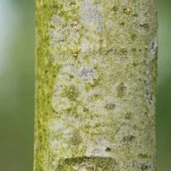 Tilia Americana American Sentry -Future Forests Tilia americana American Sentry 03x