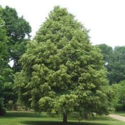 Tilia Cordata Greenspire -Future Forests Tilia cordata Green Spire 02x