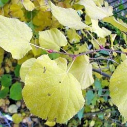 Tilia Cordata Winter Orange -Future Forests Tilia cordata Winter Orange 04x