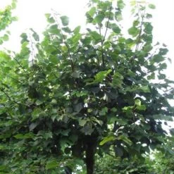 Tilia Cordata Winter Orange -Future Forests Tilia cordata Winter Orange 06