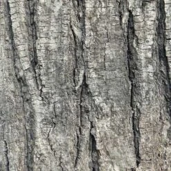 Tilia Tomentosa 'pendula', - Weeping Lime 8 Tilia Tomentosa 'pendula', - Weeping Lime -Future Forests Tilia petiolaris 03