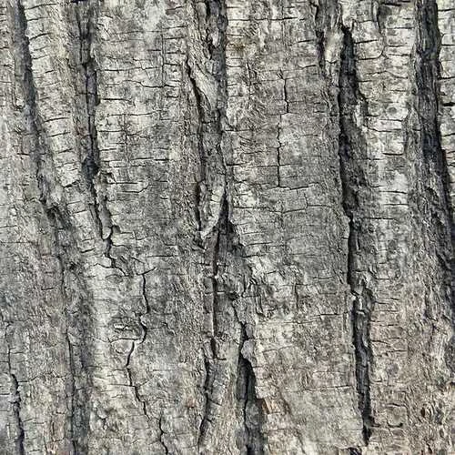 Tilia Tomentosa 'pendula', - Weeping Lime 3 Tilia Tomentosa 'pendula', - Weeping Lime - Image 3