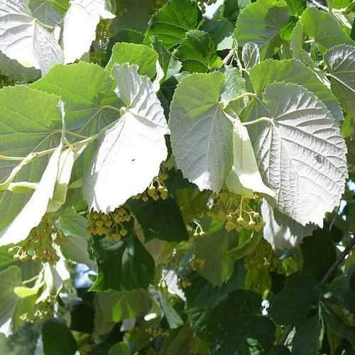 Tilia Tomentosa 'pendula', - Weeping Lime 4 Tilia Tomentosa 'pendula', - Weeping Lime - Image 4