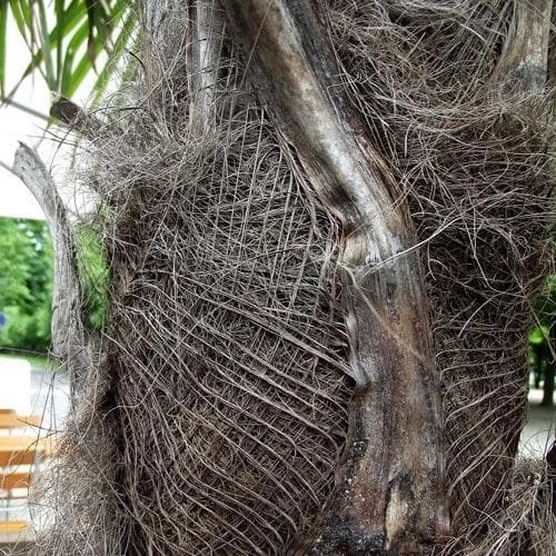 Trachycarpus Fortuneii 6 Trachycarpus Fortuneii - Image 6