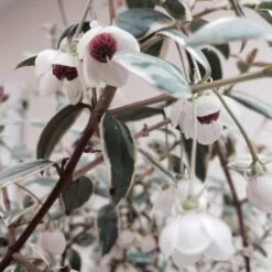 Ugni Molinae Flambeau 8 Ugni Molinae Flambeau -Future Forests Ugni molinae Flambeau01