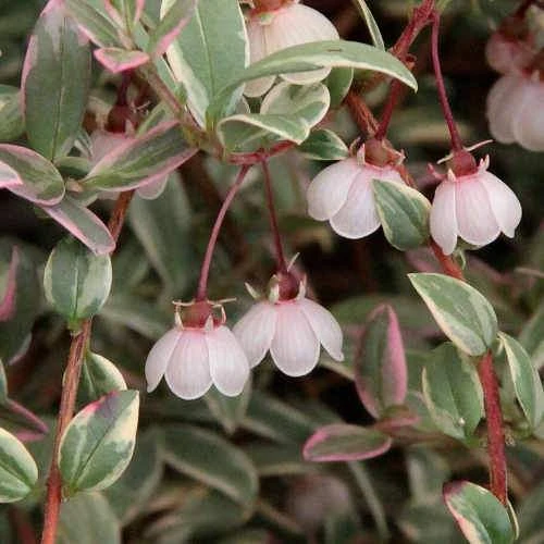 Ugni Molinae Flambeau 1 Ugni Molinae Flambeau