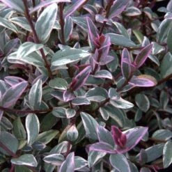 Ugni Molinae Flambeau 9 Ugni Molinae Flambeau -Future Forests Ugni molinae Flambeau03