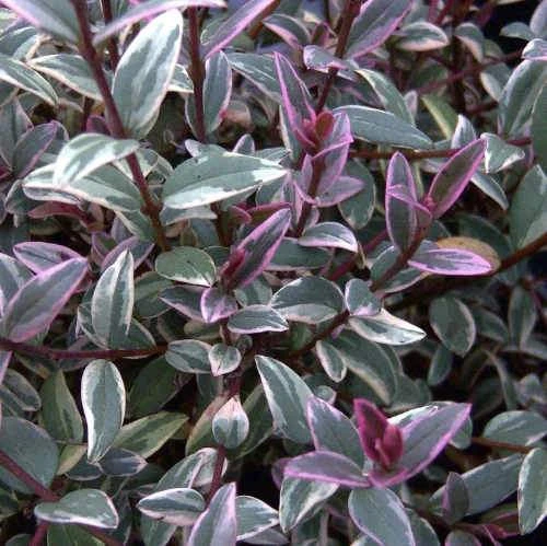 Ugni Molinae Flambeau 4 Ugni Molinae Flambeau - Image 4