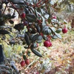 Ugni Molinae Flambeau 10 Ugni Molinae Flambeau -Future Forests Ugni molinae Flambeau04