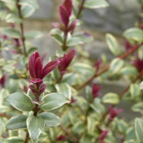 Ugni Molinae Flambeau 2 Ugni Molinae Flambeau - Image 2