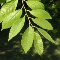 Future Forests -Future Forests Ulmus Sapporo Autumn Gold 02