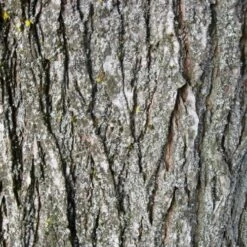 Ulmus Sapporo Autumn Gold - Golden Elm -Future Forests Ulmus Sapporo Autumn Gold 04