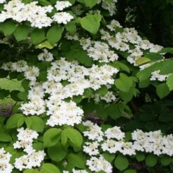 Viburnum Plicatum Shasta -Future Forests Viburnum plicatum Shasta 04