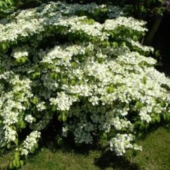 Viburnum Plicatum Shasta -Future Forests Viburnum plicatum Shasta 05