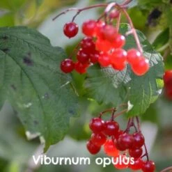 Native Wildlife Fruiting Hedge Mix -Future Forests Viburnum Opulus