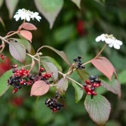 Viburnum Plicatum Dart's Red Robin