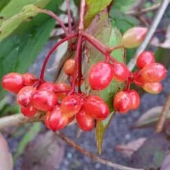 Viburnum Setigerum