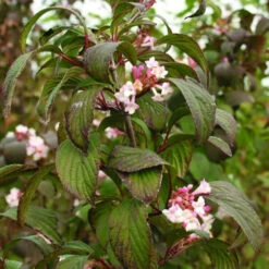 Viburnum X Bodnantense Charles Lamont -Future Forests Viburnum x bodnantense Charles Lamont04
