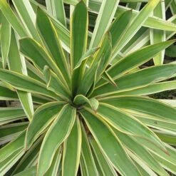 Yucca Gloriosa Variegata -Future Forests Yucca gloriosa Variegata 03
