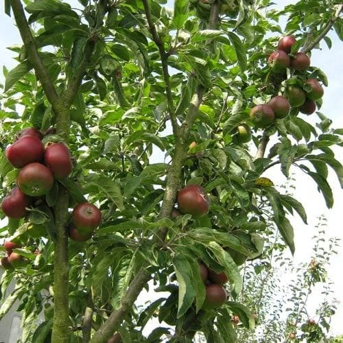 Apple Blood Of The Boyne 2 Apple Blood Of The Boyne - Image 2