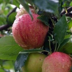 Apple Bloody Butcher -Future Forests bloody butcher 02