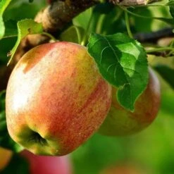 Apple Bloody Butcher -Future Forests bloody butcher 03