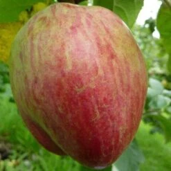 Apple Bloody Butcher -Future Forests bloody butcher 1