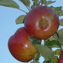 Apple Chisel Jersey -Future Forests chisel jersey04