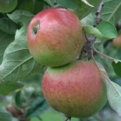 Apple Chisel Jersey -Future Forests chisel jersey05