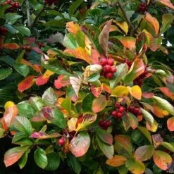 Seaside Hedge Mix -Future Forests crataegus prunifolia 01