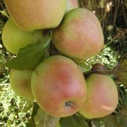 Apple Crispin -Future Forests crispin06