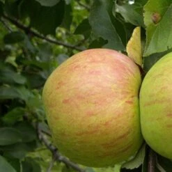 Apple Dick Davies -Future Forests dick davies03 44772f11 62c9 4e91 9ec3 13892e5184a1