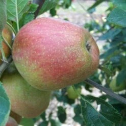 Apple Dick Davies -Future Forests dick davies04 9d81d160 cbff 4eff a3c6 6ee360c28926