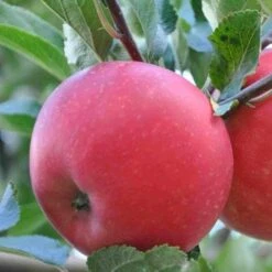 Apple Discovery 7 Apple Discovery -Future Forests discovery05