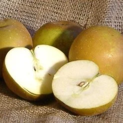 Apple Egremont Russet -Future Forests egremont russet01